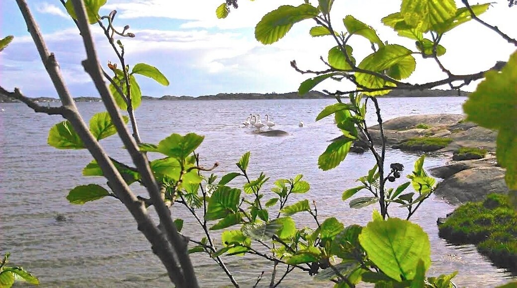 Mute swans are common here on the Swedish West Coast.
These last days there have been unusually many. On this occasion a flock of swans had stopped close to land, and some of them stood here calmly "posing" on rocks in the water - unaware of the odd person sneaking up behind the bushes.... ;)