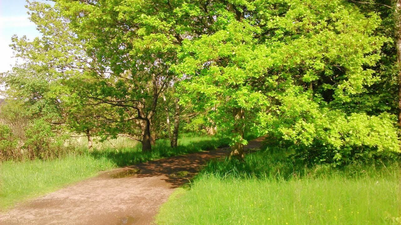 Stora Amundön nature reserve, on the Swedish West Coast. The bright green colour of new leaves and grass in early summer is almost overwhelming!

This is on the little road that crosses the island, just before you enter the forest. The  beaches are further ahead, once you get out of the forest.

No vehicles allowed on the island.  A small pedestrian bridge connects the island to the mainland, where there is a large parking.