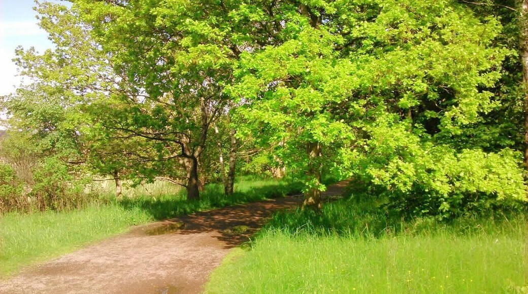 Stora Amundön nature reserve, on the Swedish West Coast. The bright green colour of new leaves and grass in early summer is almost overwhelming!
This is on the little road that crosses the island, just before you enter the forest. The beaches are further ahead, once you get out of the forest.
No vehicles allowed on the island. A small pedestrian bridge connects the island to the mainland, where there is a large parking.