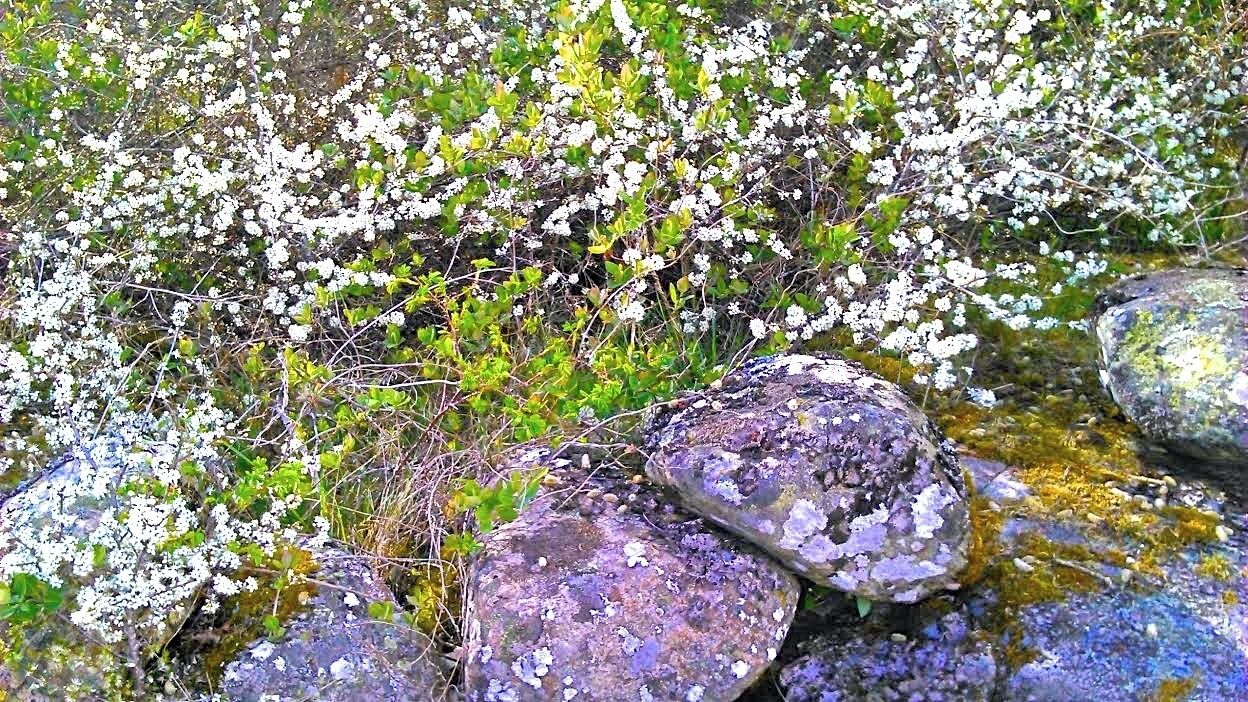 Swedish West Coast. Just a glimpse of a spot down by the sea, where I use to sun bathe sometimes early in the season. There are blackthorns and wild fruit trees , and it smells so good when they are flowering here...