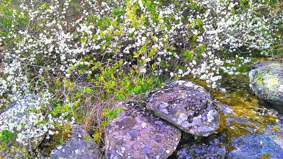 Swedish West Coast. Just a glimpse of a spot down by the sea, where I use to sun bathe sometimes early in the season. There are blackthorns and wild fruit trees , and it smells so good when they are flowering here...