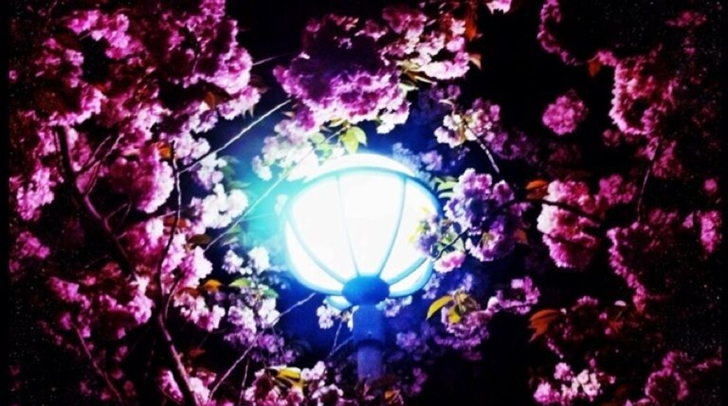 Spring time - Night time.
Cherry trees are in bloom =)