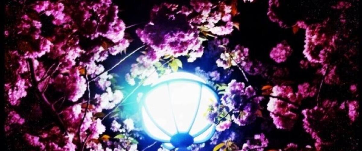 Spring time - Night time.
Cherry trees are in bloom =)
