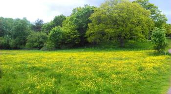 Early summer meadows, yellow with buttercups.
"Stora Amundön", an island nature reserve on the Swedish West Coast. This is approximately 20 km south of Gothenburg, Sweden´s second largest city.