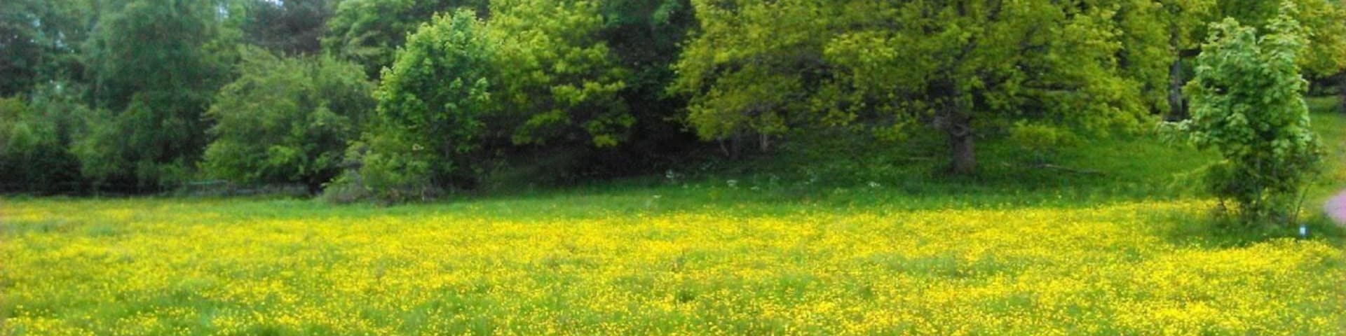 Early summer meadows, yellow with buttercups.
 "Stora Amundön", an island nature reserve  on the Swedish West Coast. This is approximately 20 km south of Gothenburg, Sweden´s second largest city.