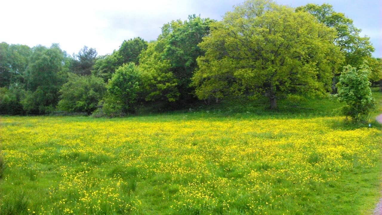 A field of yellow flowers with green grass and trees in the background.
