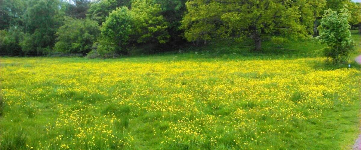 A field of yellow flowers with green grass and trees in the background.