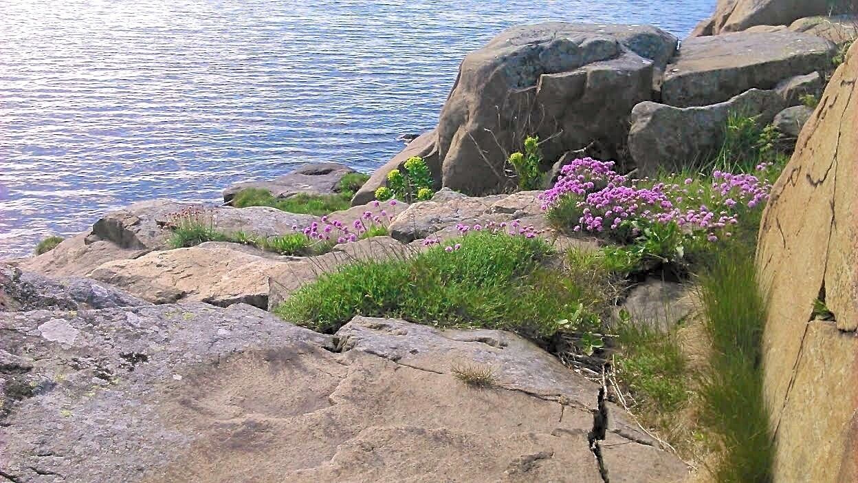 Swedish West Coast

Down by the water on a sunny day in May. The pink flowers are sea thrift (Armeria maritima).

Sat on the rocks, looking out over the blue sea, glittering in the sun. This was the first time this year, that the stone actually had warmed up enough to make it pleasant to remain seated. Without  the jacket on... And I was just one, out of many, that had the same bright idea this day! 