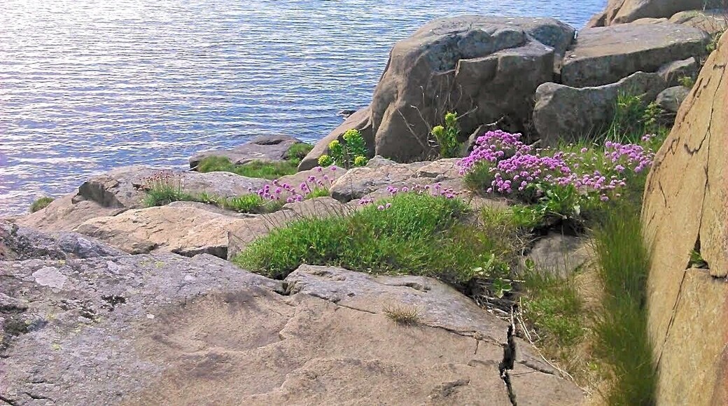 Swedish West Coast
Down by the water on a sunny day in May. The pink flowers are sea thrift (Armeria maritima).
Sat on the rocks, looking out over the blue sea, glittering in the sun. This was the first time this year, that the stone actually had warmed up enough to make it pleasant to remain seated. Without the jacket on... And I was just one, out of many, that had the same bright idea this day!