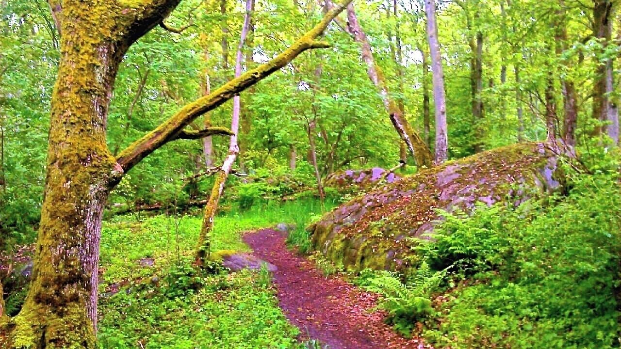 In the forest! And the whole FOREST is singing - with the birds, with the vibrant green colours and with the light!

This is June 1, officially summer, and a glorious day, but also so cold that I actually longed for mittens (!) at one point...  The temperature here today, on the West Coast of Sweden, has been +10°C - +13°C, and quite some wind to that. Now, that is not at all the usual summer temperature, not even close! And then fast changes in the weather: from sun to rain and back again.. And then hailing!  So .....here is were I took shelter, under a tree in this forest, while listening to an extraordinary concert from all the birds. They kept singing  even through the hailing.