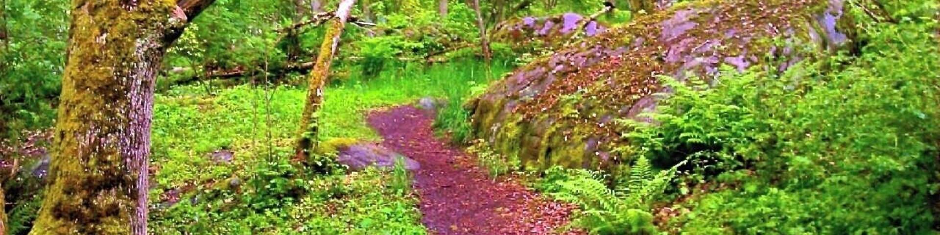 A forest with a moss-covered tree trunk, a purple path, and lush green foliage.