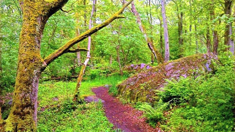 In the forest! And the whole FOREST is singing - with the birds, with the vibrant green colours and with the light!
This is June 1, officially summer, and a glorious day, but also so cold that I actually longed for mittens (!) at one point... The temperature here today, on the West Coast of Sweden, has been +10°C - +13°C, and quite some wind to that. Now, that is not at all the usual summer temperature, not even close! And then fast changes in the weather: from sun to rain and back again.. And then hailing! So .....here is were I took shelter, under a tree in this forest, while listening to an extraordinary concert from all the birds. They kept singing even through the hailing.