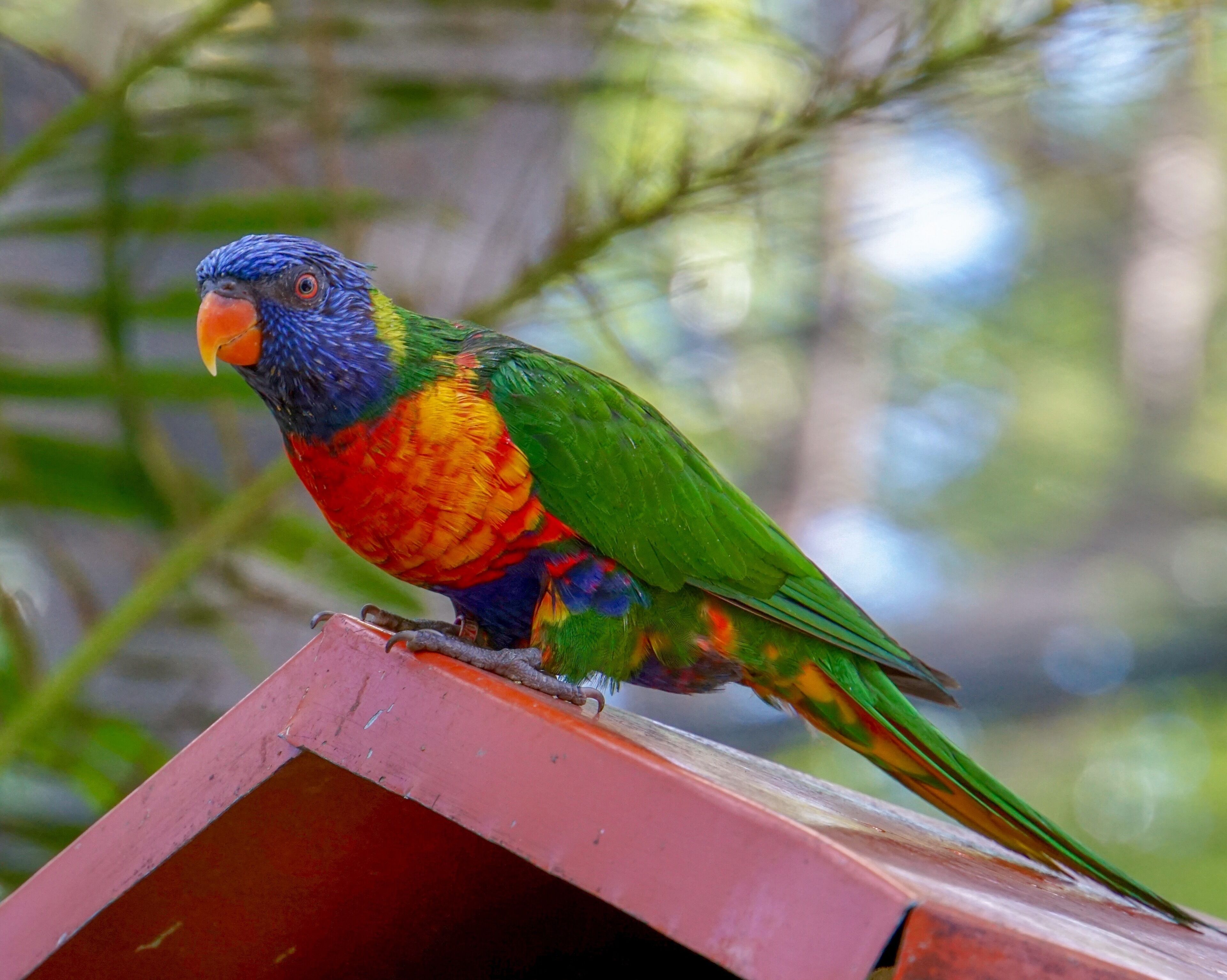 Parrot of the Caribbean @ the Botanical Gardens, Deshaies, Guadeloupe (Jan 2018). #nature #naturephotography #naturalworld #parrots #macaws