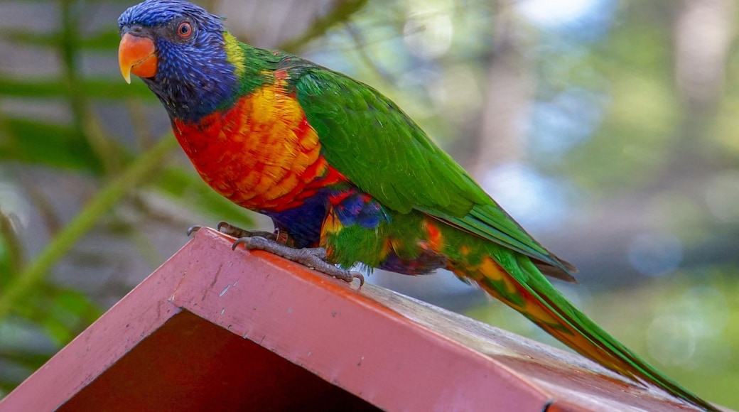 Parrot of the Caribbean @ the Botanical Gardens, Deshaies, Guadeloupe (Jan 2018). #nature #naturephotography #naturalworld #parrots #macaws
