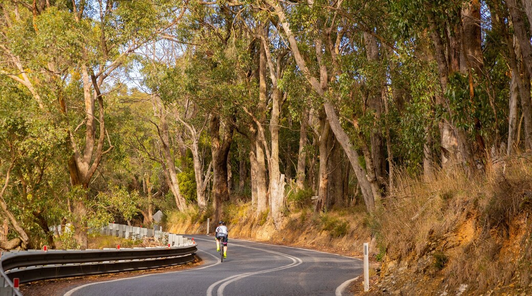 Crafers which includes tranquil scenes and road cycling as well as an individual male