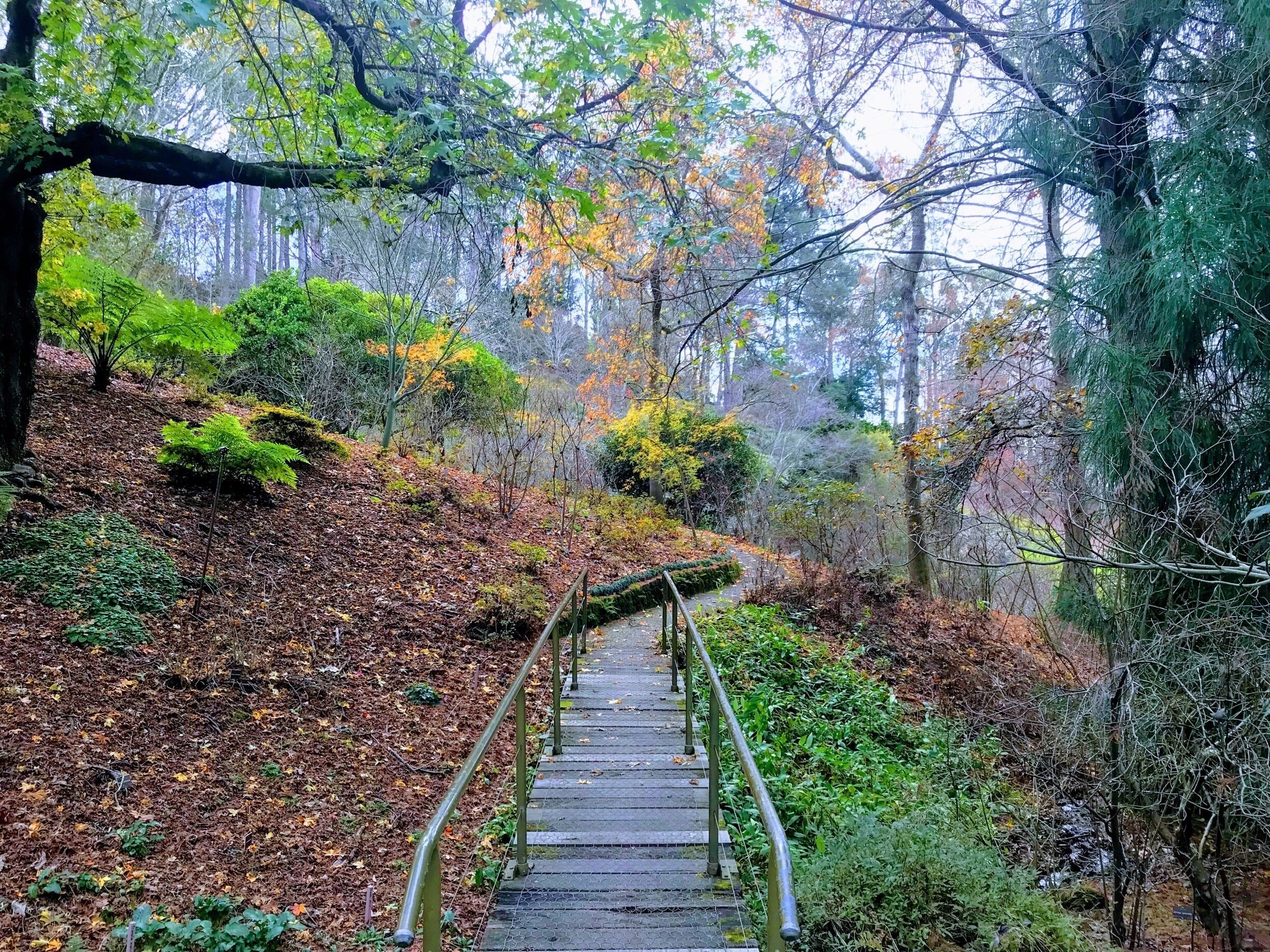 Ferns in the botanic gardens 
