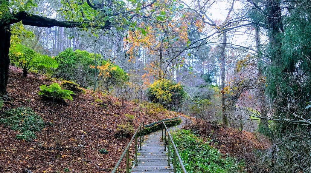 Ferns in the botanic gardens