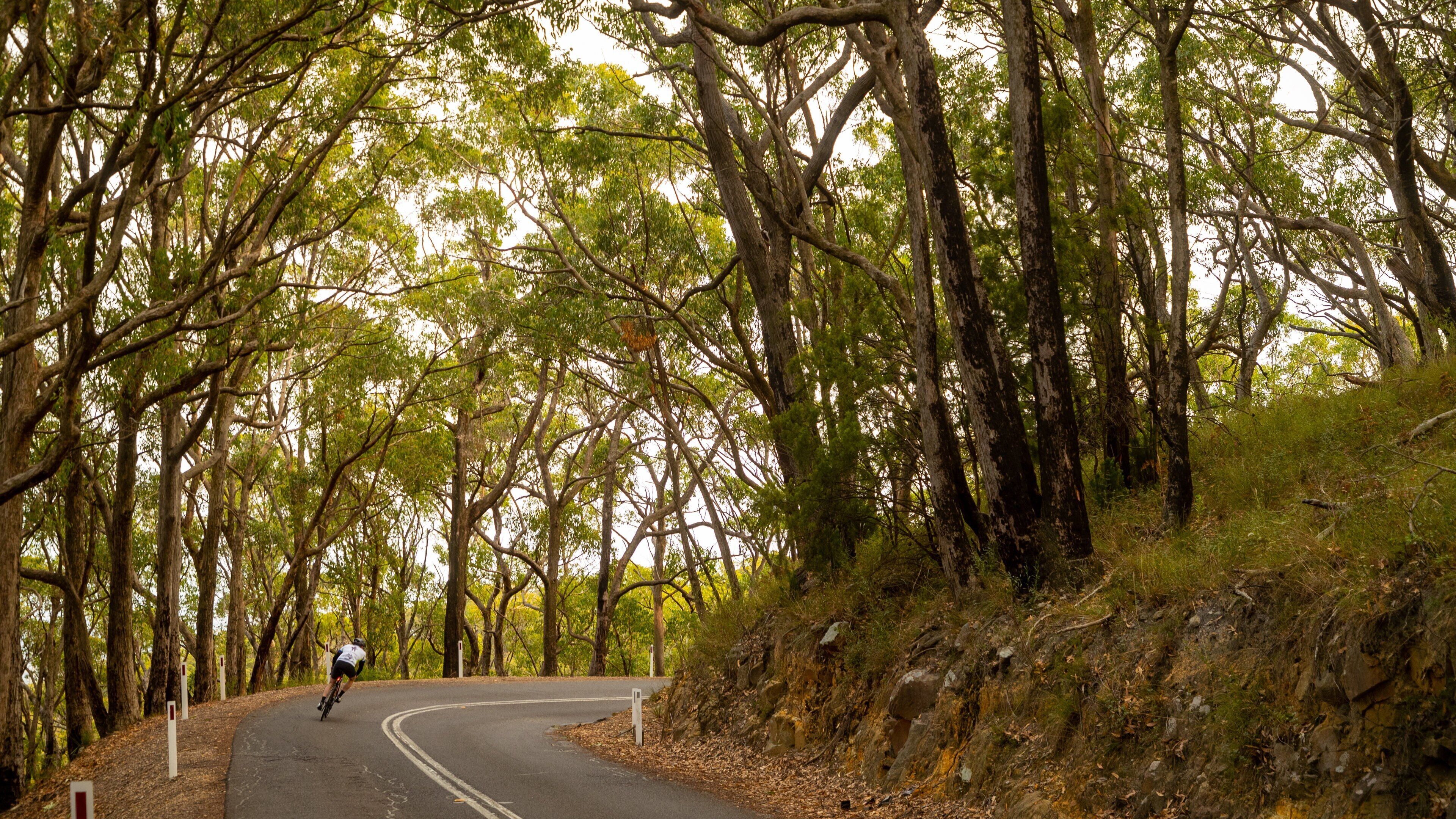 Crafers showing tranquil scenes and road cycling