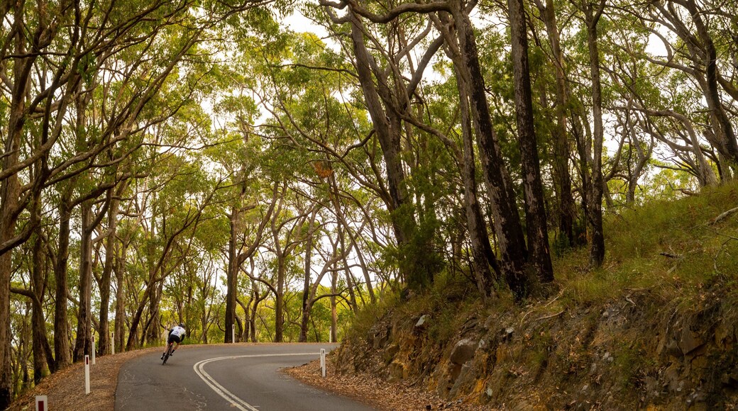 Crafers showing tranquil scenes and road cycling
