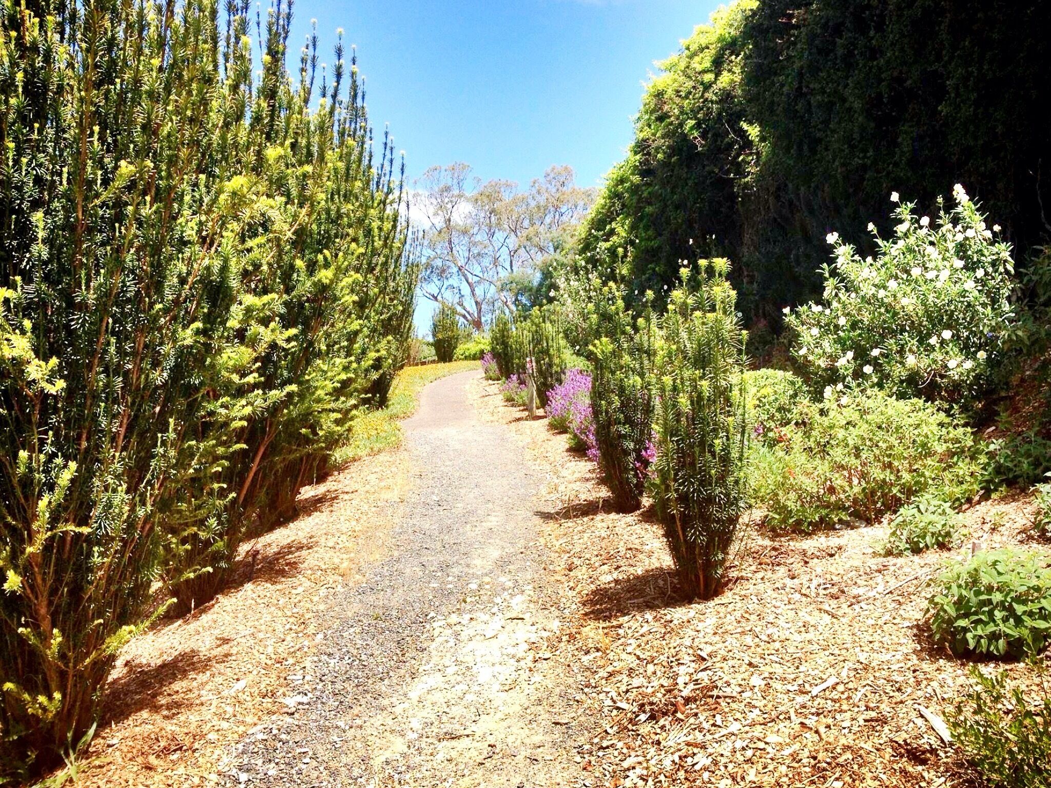 Mt Lofty Botanical Gardens in the Adelaide Hills, South Australia