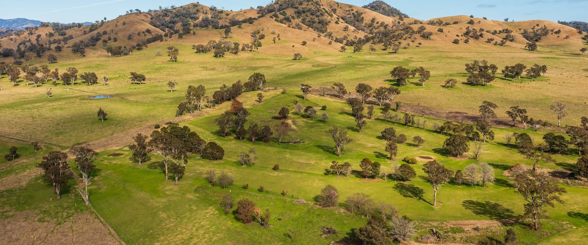 A hilly landscape with scattered trees and a clear sky.