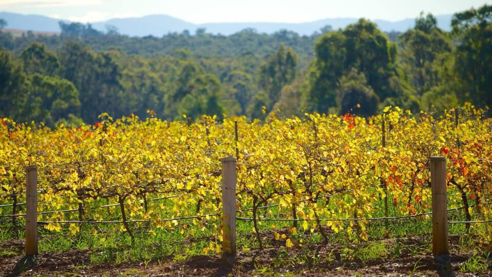 A vineyard with rows of grapevines.