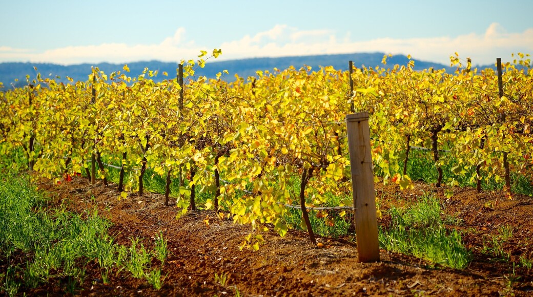 Pokolbin featuring farmland