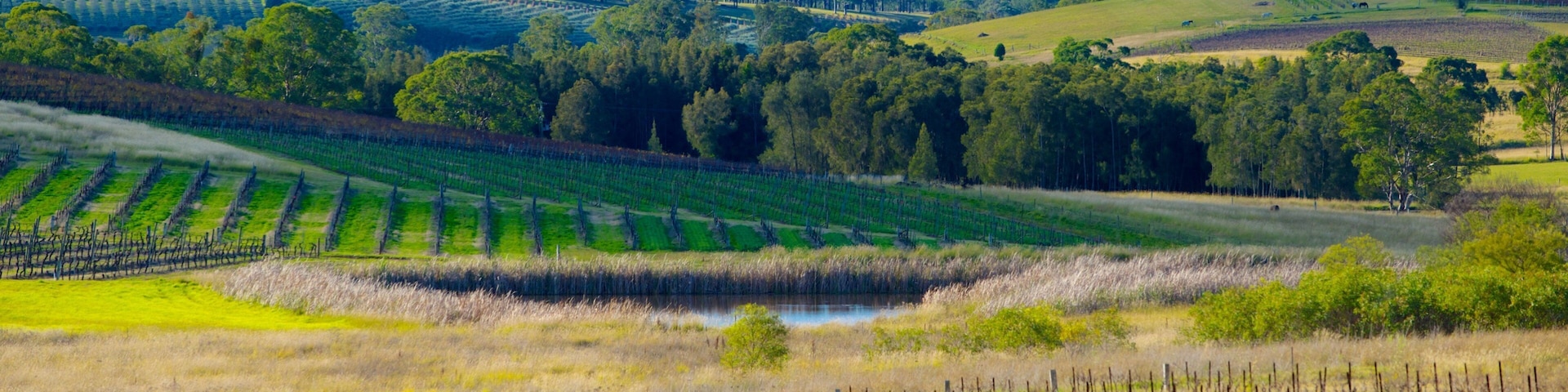 A vineyard with rows of grapevines, a small pond, and rolling hills in the background.