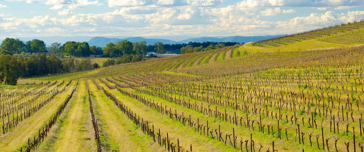 Pokolbin que incluye vistas de paisajes y tierras de cultivo