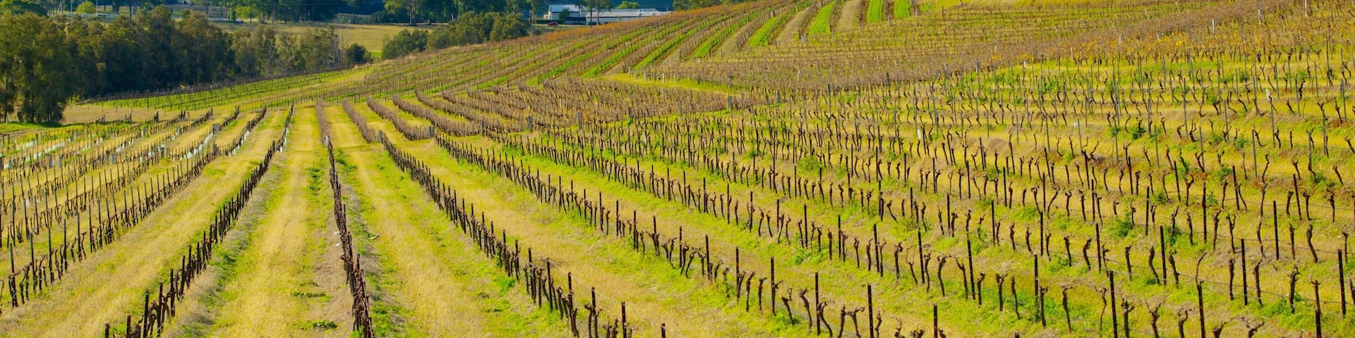Pokolbin das einen Farmland und Landschaften