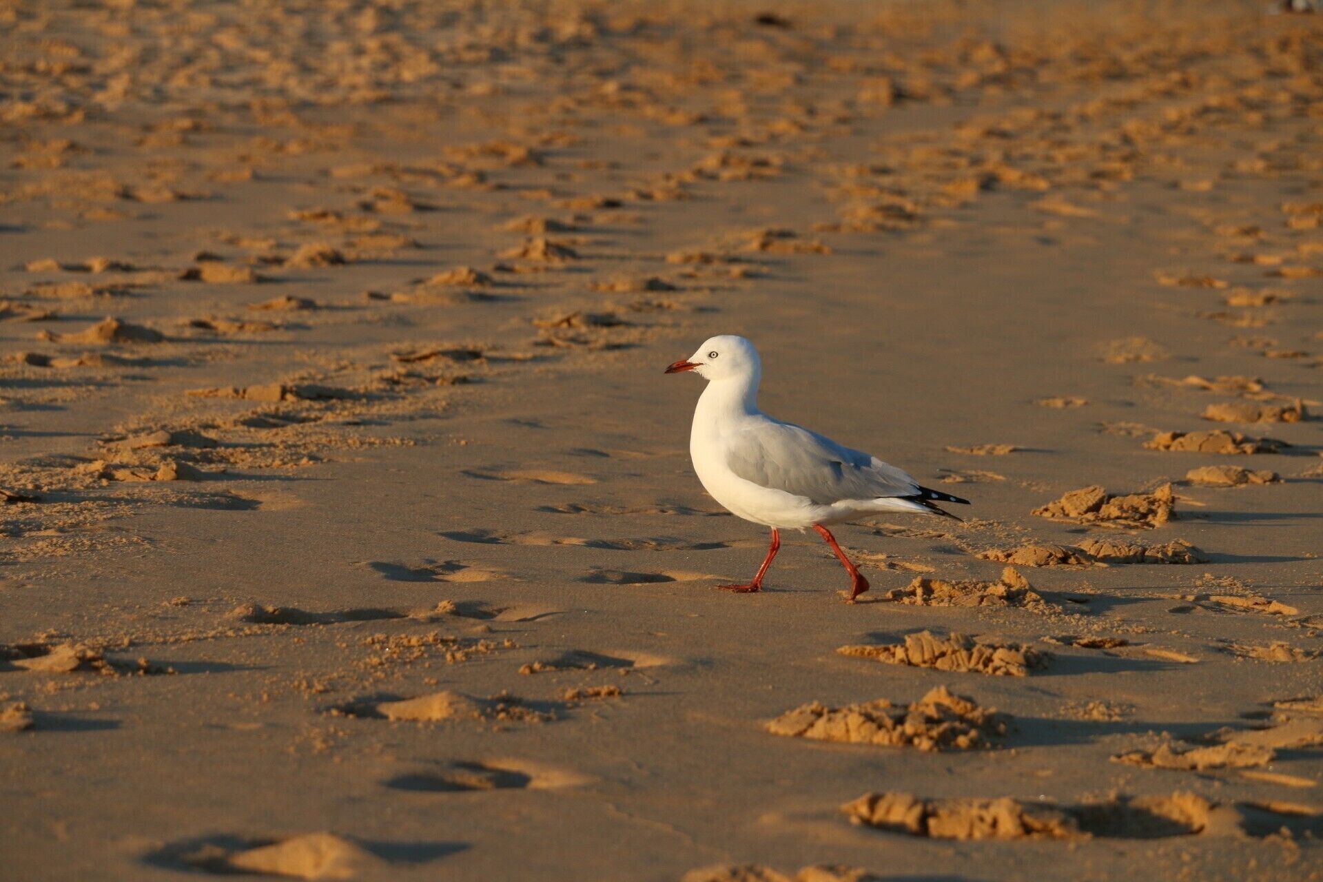 We ended up going to one of the more secluded beaches around Sydney called Pretty Beach (quite literally :) ). Different from a typical 'beach photo' but found this bird strolling on the sands, relaxing and getting some sunshine!

#LifeAtExpedia