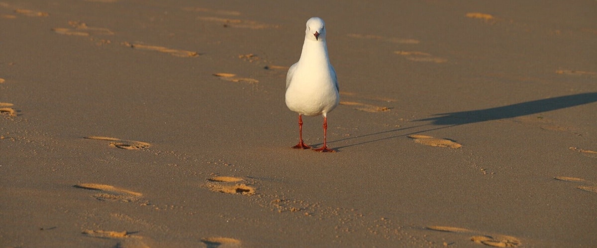 A white bird standing on a sandy beach with footprints.