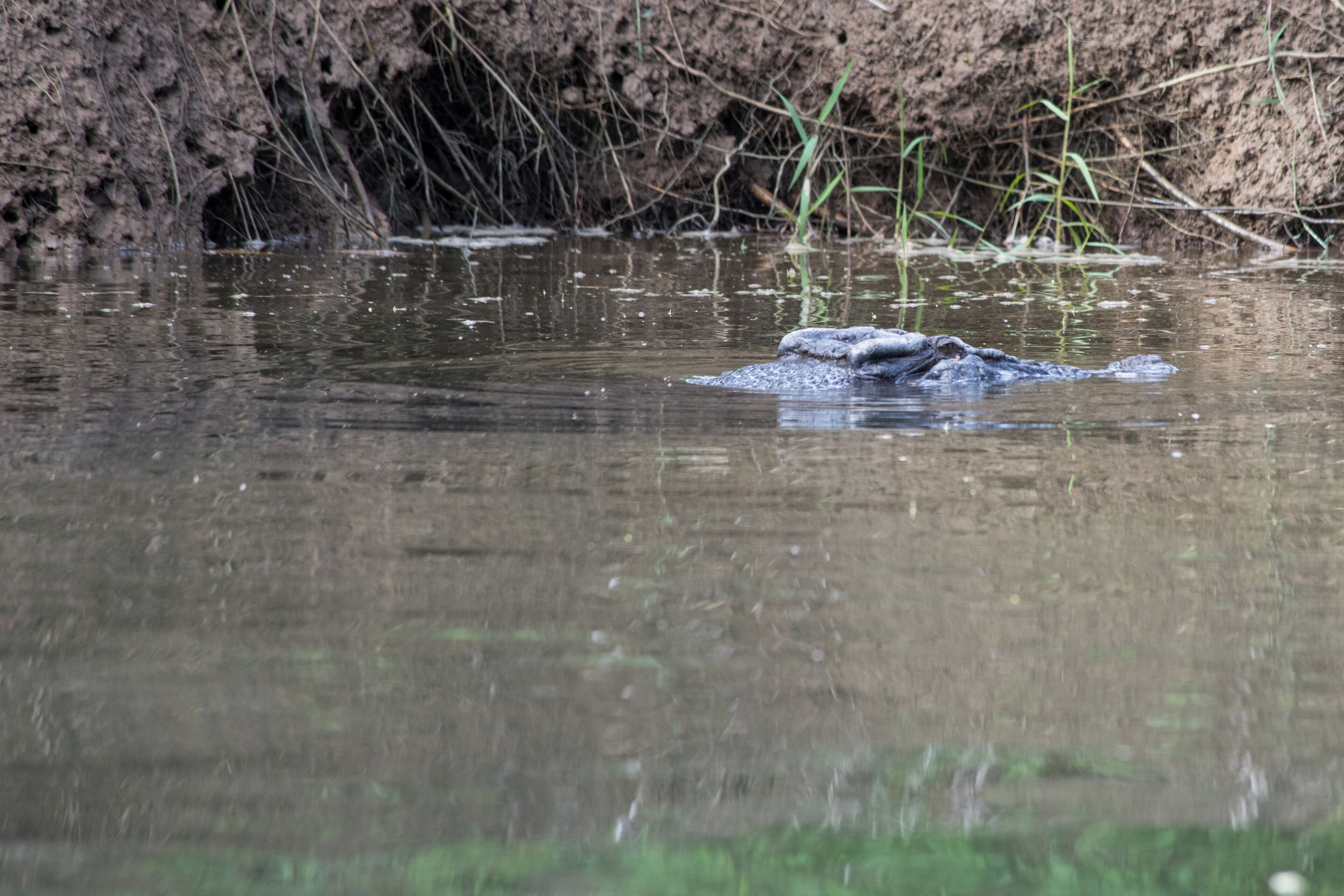 Take out on a river cruise with Murray Hunt from Daintree Boatman Nature Tours. It is defiantly worth getting up for early in the morning. This is one of the many species that you will find along the river.

This is one of the two male crocodiles in this area of the river. His name is Lumpy.