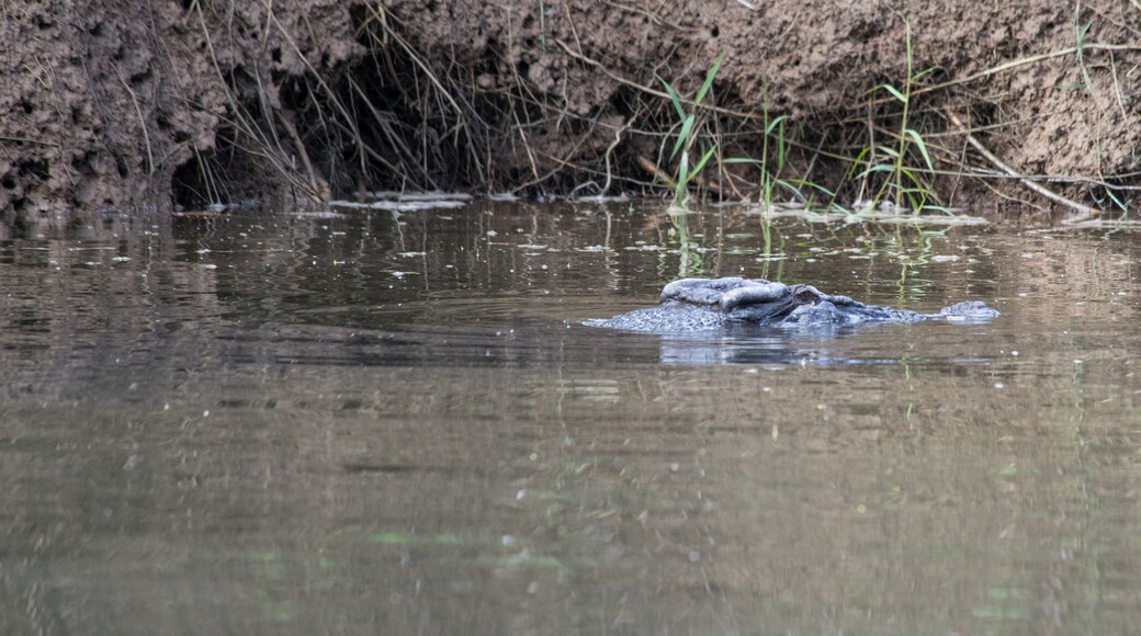 Take out on a river cruise with Murray Hunt from Daintree Boatman Nature Tours. It is defiantly worth getting up for early in the morning. This is one of the many species that you will find along the river.
This is one of the two male crocodiles in this area of the river. His name is Lumpy.