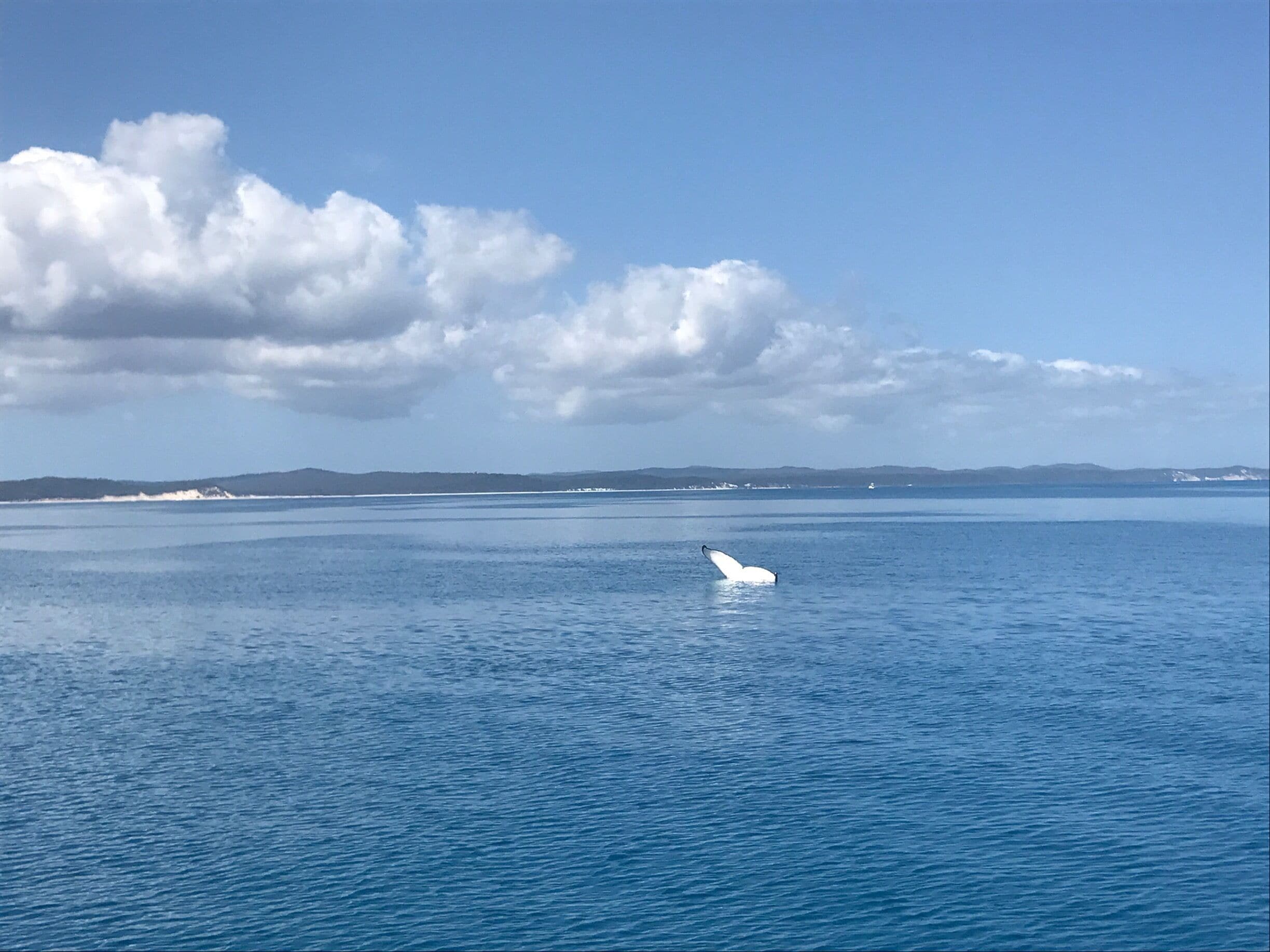 Whale watching in Hervey Bay with Tasman Ventures. I went in September and we saw many humpback whales. We were lucky enough to see some breaching activity and even a mother feeding her calf tail up. 
