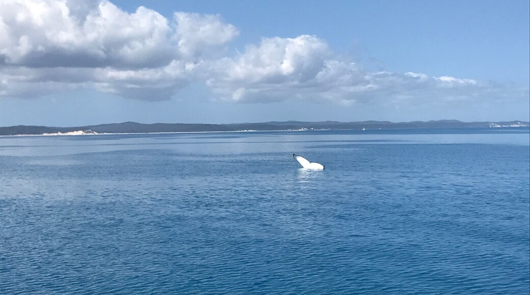 Whale watching in Hervey Bay with Tasman Ventures. I went in September and we saw many humpback whales. We were lucky enough to see some breaching activity and even a mother feeding her calf tail up.