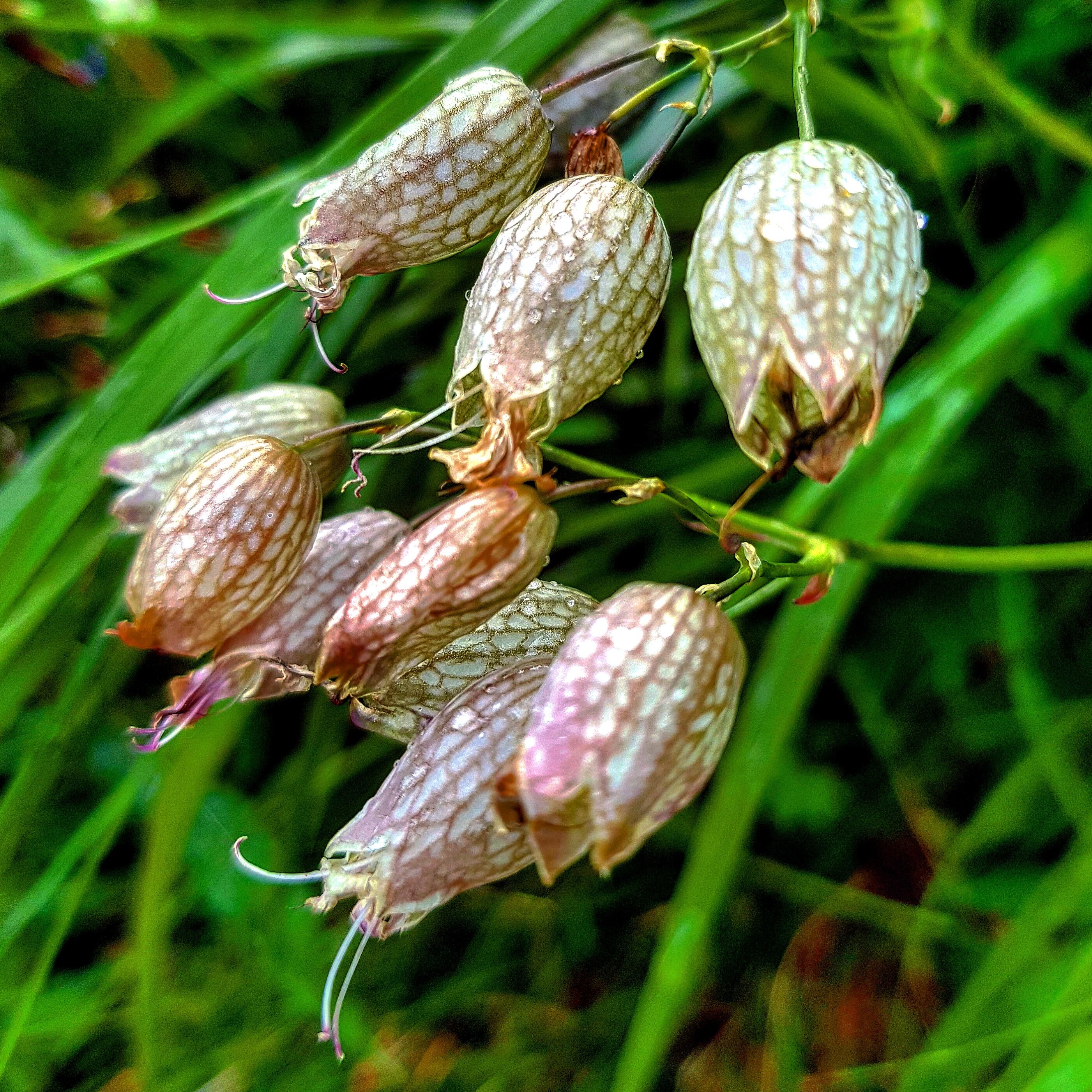 Flowers un my road 
Insta: #swingpiano 

#nature #flowers #mountain #culture #walker #photographer #austria #forest