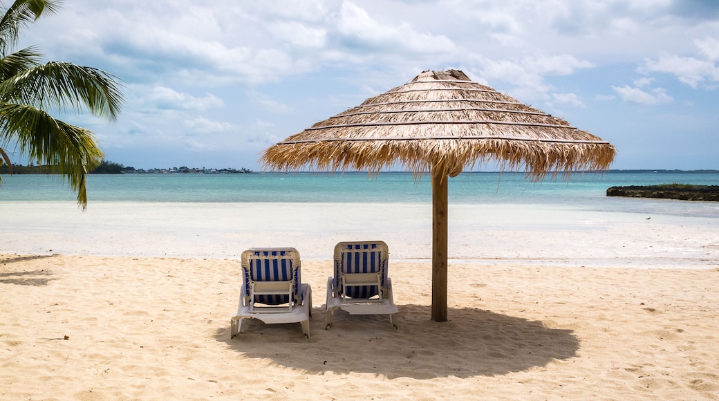 グリーン タートル ケイ