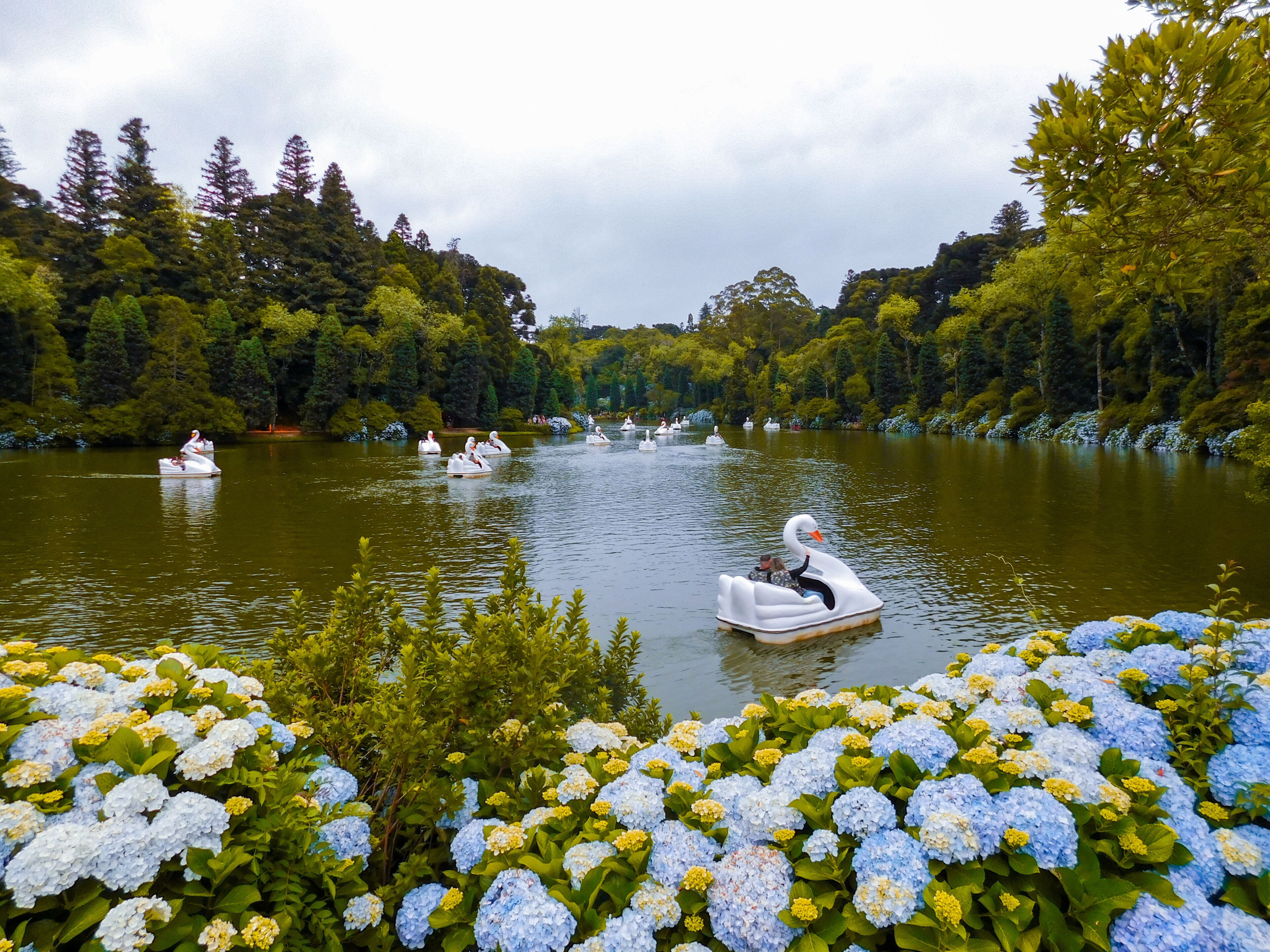 Un lago con barcas con forma de cisne y arbustos de hortensia a lo largo de la orilla.