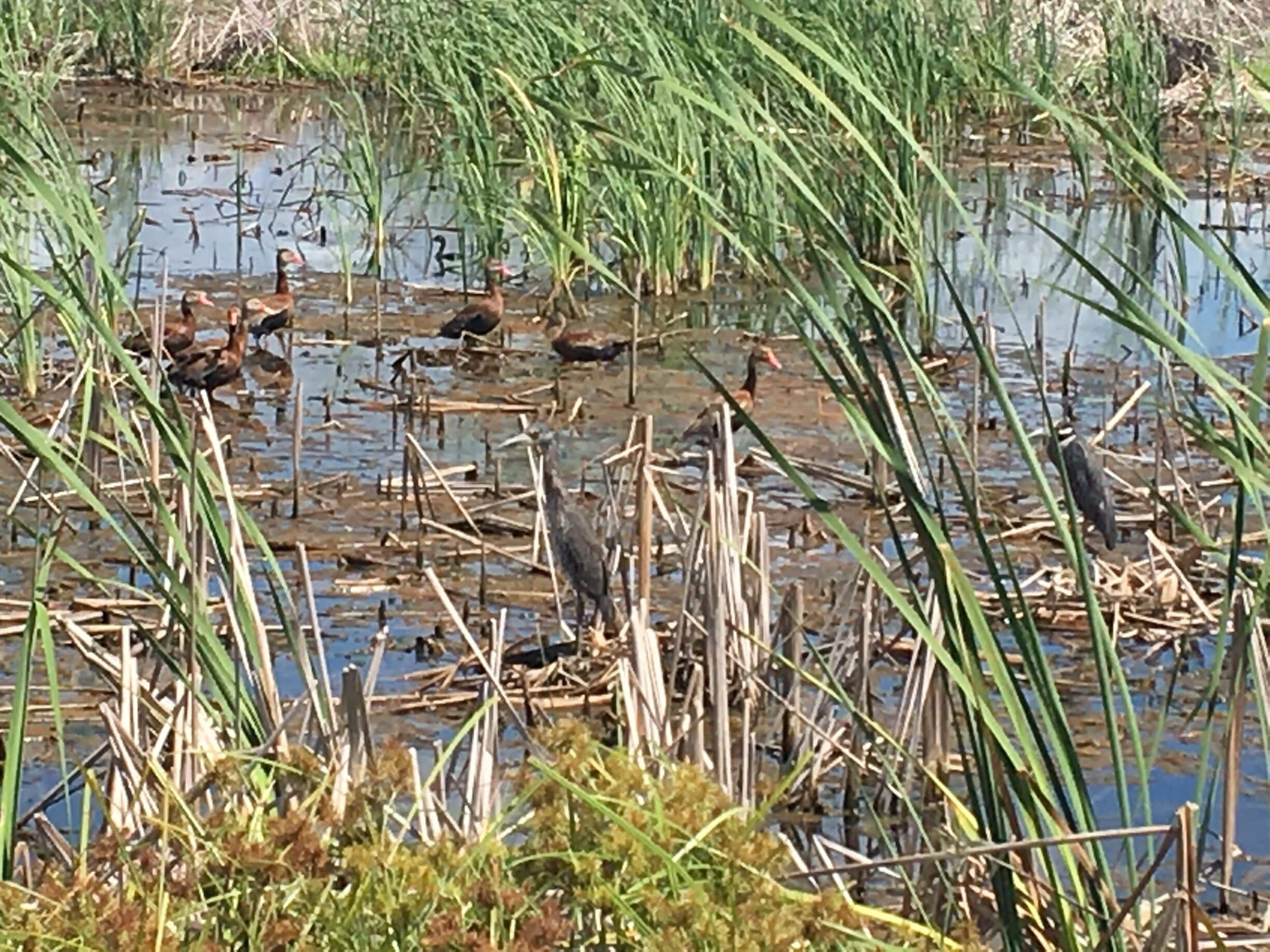 Great birdwatching area!