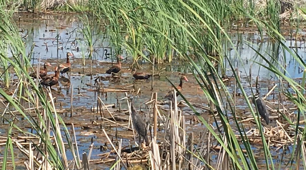 Great birdwatching area!