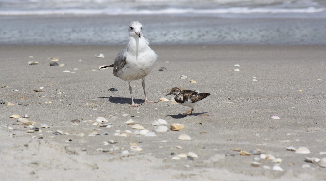 Some of the locals working the beach.