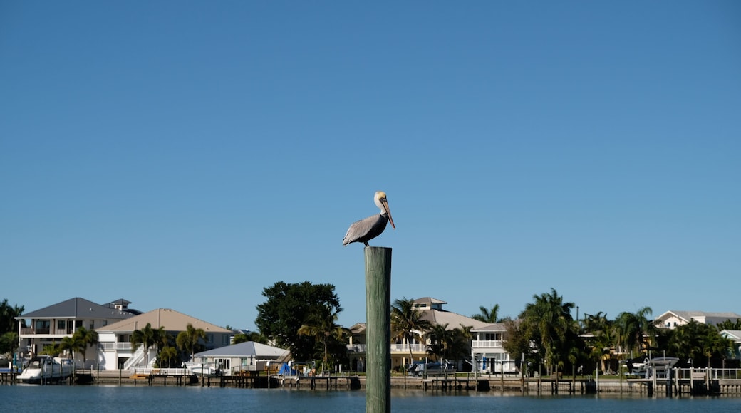 Indian Rocks Beach, Florida. Brown pelican posing proudly while enjoy the sun.