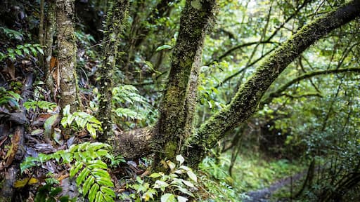 Autumn to the #HuyaGrandCanyon of Pingwu.平武虎牙秋色.
https://twitter.com/Beautifulgx