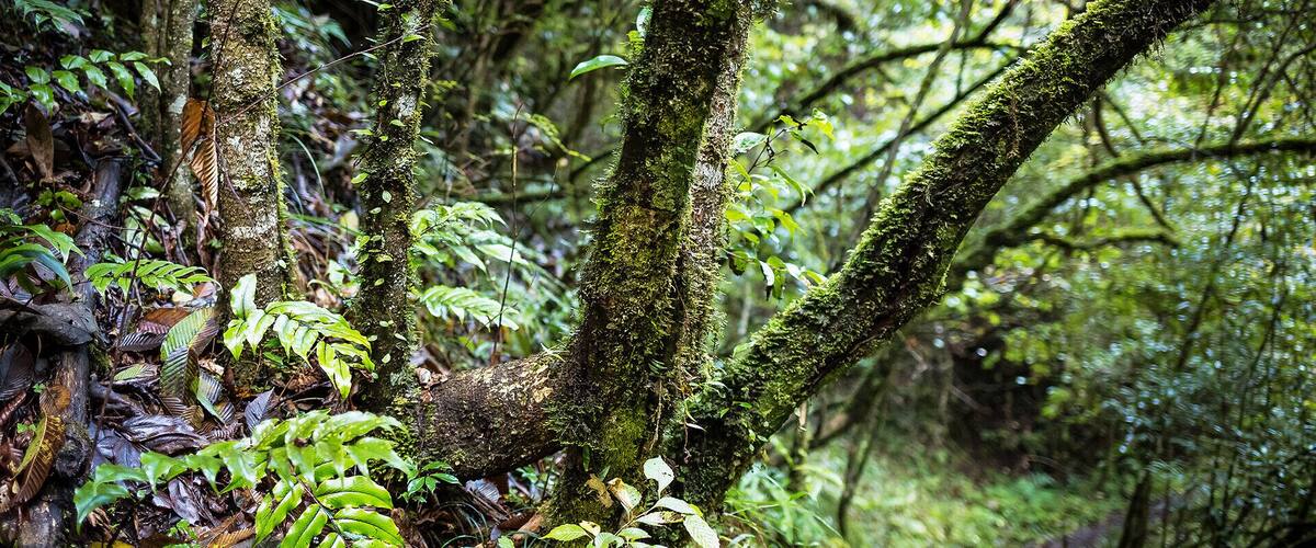 A forest with moss-covered trees and dense foliage.