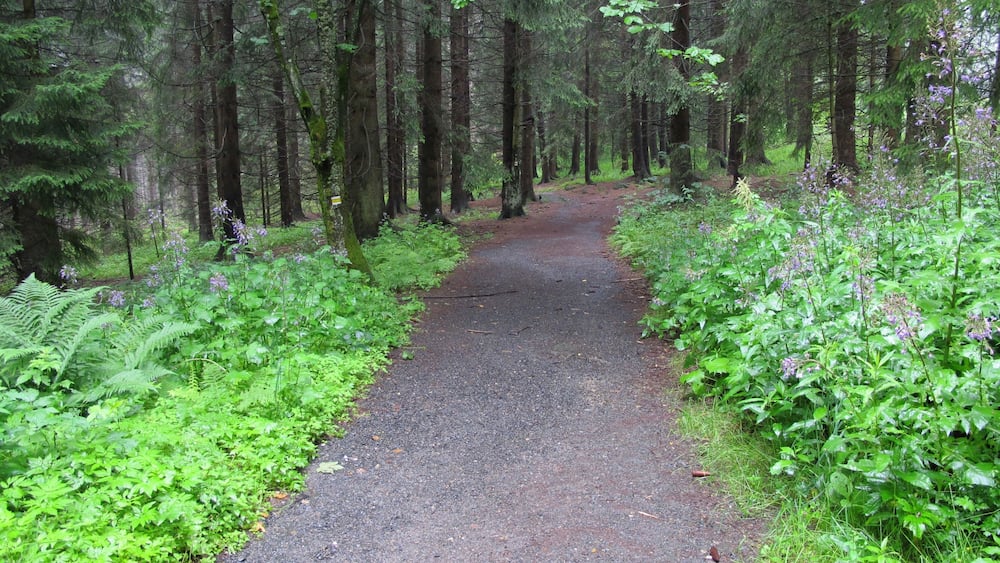 A forested path surrounded by tall trees and lush greenery.