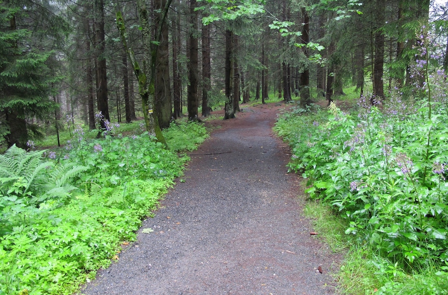 A forested path surrounded by tall trees and lush greenery.