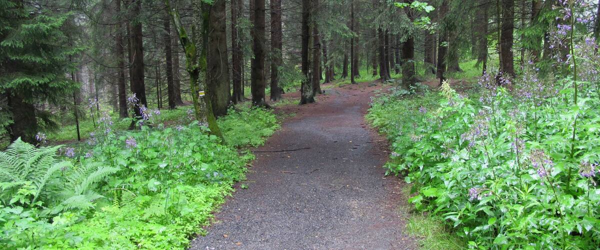A forested path surrounded by tall trees and lush greenery.