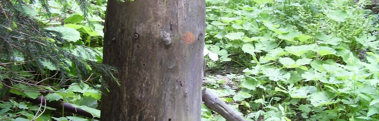 Spring of Úhlava under Pancíř in Šumava