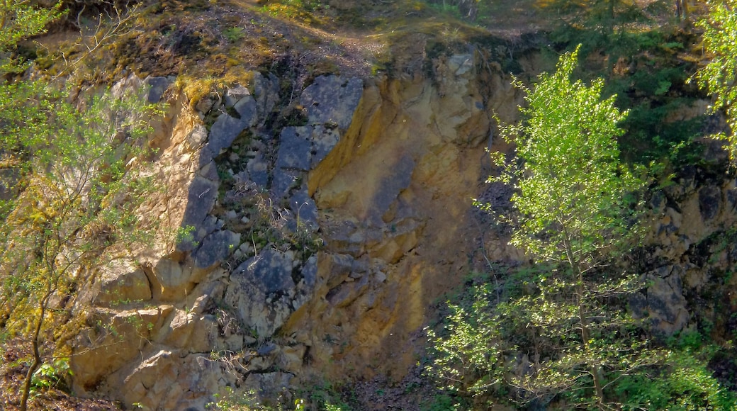 Steinwand im Naturschutzgebiet „Grube Cox“ zwischen Bergisch Gladbach und Bensberg